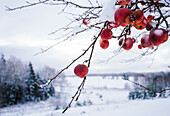 Bright red apples remain on a tree after an early snow storm, providing bright contrast against the winter wonderland background.