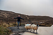 Young woman chasing after sheep running out of enclosure into empty countryside road, Scotland, UK