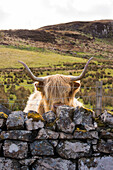 Scottish highland cow behind fence, Isle of Skye, Scotland, UK