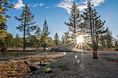 Campsite with tent among trees, Mono Lake County, California, USA