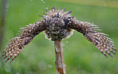 Front view of Florida Burrowing Owl taking bath in park in Cooper City, Florida, USA