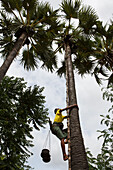 Farmer climbing tall palm tree to harvest oil, Bagan, Myanmar