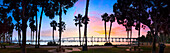 Coronado Bridge behind silhouettes of palm trees at dawn, San Diego, California, USA
