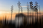 Silhouettes of plants and trees growing along shore of Cabo de Gata-Nijar Natural Park at dusk, Murcia, Spain