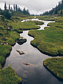 A small creek flows through Brandywine Meadows. This is a popular area for snowmobiling in the winter, but in the summer is beautiful alpine meadow. Whistler, British Columbia, Canada