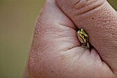 Hand of person holding American green tree frog (Hyla cinerea), Langley, British Columbia, Canada