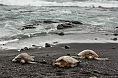 Green turtles rest on the shore, on the black sand at Punaluu Black Sand Beach Park on the Big Island of Hawaii.