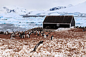 Gentoo penguin (Pygoscelis papua) colony and guano covered snow, Chilean Gonzalez Videla Station, Waterboat Point, Antarctica, Polar Regions