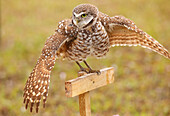 Burrowing Owl (Athene cunicularia) spreading wings in the rain, United States of America, North America