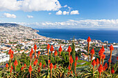 View over Funchal, capital city of Madeira, city and harbour with red Kranz aloe flowers (Aloe arborescens), Madeira, Portugal, Atlantic, Europe