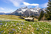 Crocus during spring blooming, Alpe Braccia, Malenco Valley, province of Sondrio, Valtellina, Lombardy, Italy, Europe