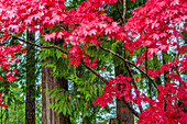 Japanese maple leaves and green trees on the Sunshine Coast, British Columbia, Canada, North America