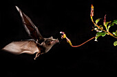 Tube-lipped Nectar Bat (Anoura fistulata) feeding on flower nectar, native to South America