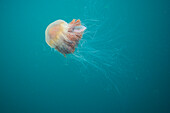 Lion's Mane (Cyanea capillata) jellyfish, Inner Hebrides, Scotland