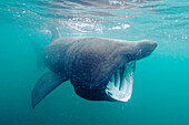 Basking Shark (Cetorhinus maximus) filter feeding, Inner Hebrides, Scotland