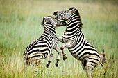 Burchell's Zebra (Equus burchellii) stallions fighting, Rietvlei Nature Reserve, South Africa