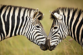 Burchell's Zebra (Equus burchellii) pair nuzzling, Rietvlei Nature Reserve, South Africa