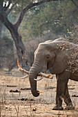 African Elephant (Loxodonta africana) feeding on bark, Mana Pools National Park, Zimbabwe