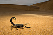 Scorpion (Parabuthus villosus) in desert, Dorob National Park, Namibia