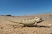 Namaqua Chameleon (Chamaeleo namaquensis) in desert, Dorob National Park, Namibia