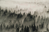 Coniferous trees in mist, Yosemite National Park, California