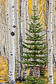 Quaking Aspen (Populus tremuloides) and fir tree in fall, Grand Staircase-Escalante National Monument, Utah