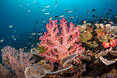 Soft Coral (Nephtheidae) and fish school in coral reef, Cenderawasih Bay, West Papua, Indonesia
