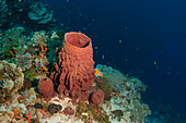 Sponge, Cenderawasih Bay, West Papua, Indonesia