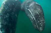 Gray Whale (Eschrichtius robustus) mother and calf, San Ignacio Lagoon, Baja California, Mexico