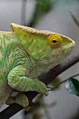 Parson's Chameleon (Calumma parsonii), Madagascar