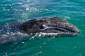 Gray Whale (Eschrichtius robustus) calf at surface, San Ignacio Lagoon, Baja California, Mexico