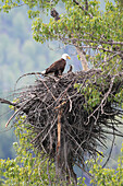 Bald Eagle (Haliaeetus leucocephalus) parent with three week old chick, Glacier National Park, Montana