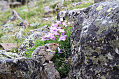 American Pika (Ochotona princeps) feeding on Shrubby Penstemon (Penstemon fruticosus) flowers, Glacier National Park, Montana