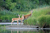 White-tailed Deer (Odocoileus virginianus) mother and fawns, Glacier National Park, Montana