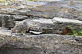 White-tailed Ptarmigan (Lagopus leucura) camouflaged on rocks, Glacier National Park, Montana