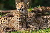 Cheetah (Acinonyx jubatus) mother with cubs, San Diego Zoo Safari Park, California