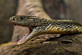 King Cobra (Ophiophagus hannah) in defensive posture, San Diego Zoo, California