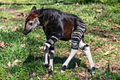 Okapi (Okapia johnstoni) calf walking, native to Africa