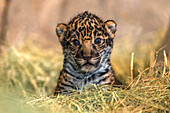 Jaguar (Panthera onca) cub, San Diego Zoo, California