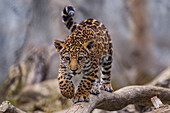 Jaguar (Panthera onca) cub, San Diego Zoo, California