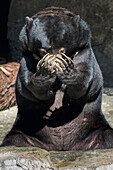 Sun Bear (Helarctos malayanus) covering face, San Diego Zoo, California