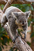 Queensland Koala (Phascolarctos cinereus adustus) female climbing, San Diego Zoo, California