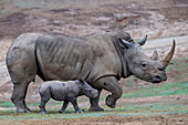 White Rhinoceros (Ceratotherium simum) calf with mother, San Diego Zoo Safari Park, California