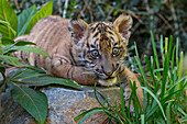 Sumatran Tiger (Panthera tigris sumatrae) cub, San Diego Zoo Safari Park, California