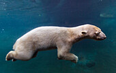 Polar Bear (Ursus maritimus) underwater, San Diego Zoo, California