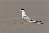 Least Tern (Sterna antillarum) with fish prey, North America