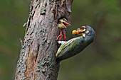 Coppersmith Barbet (Megalaima haemacephala) parent feeding chick in nest cavity, Malaysia