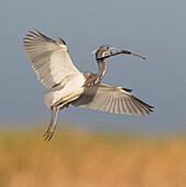 Tricolored Heron (Egretta tricolor) male flying with nesting material, Florida