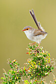 Superb Fairywren (Malurus cyaneus) female, Victoria, Australia