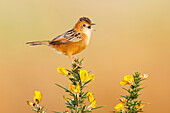 Golden-headed Cisticola (Cisticola exilis) calling, Victoria, Australia